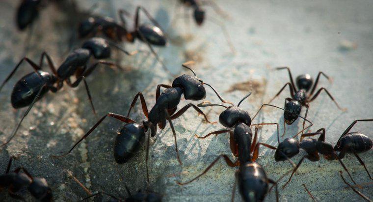 Czy mrówka przenosi chorobę?