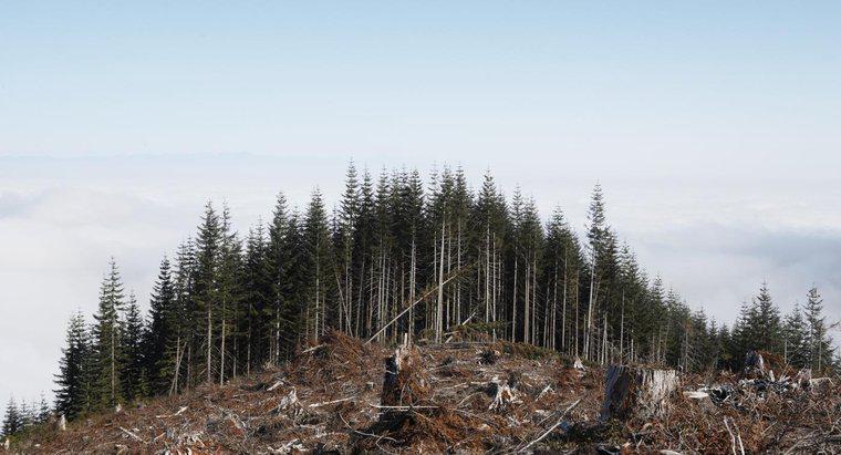 Co zniszczy lasy?