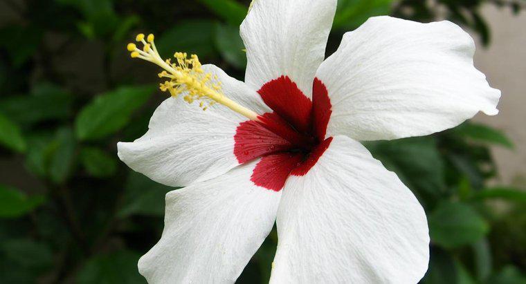 Jakie są części kwiatu Gumamela?