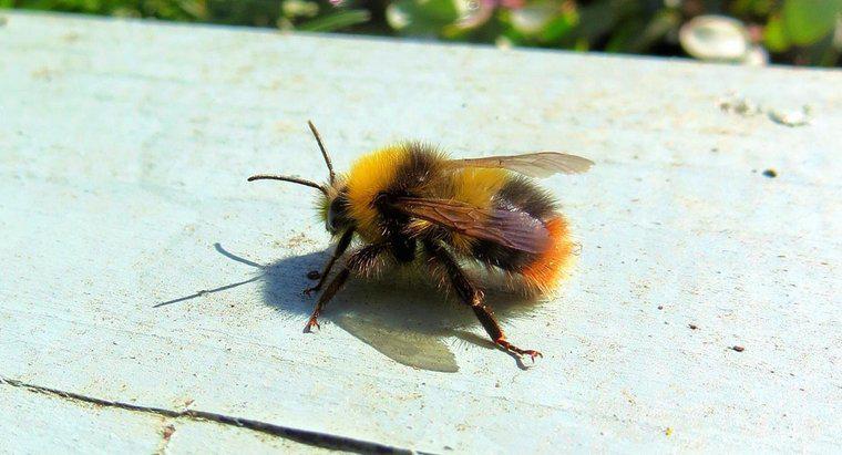 Ile nóg ma pszczoła?