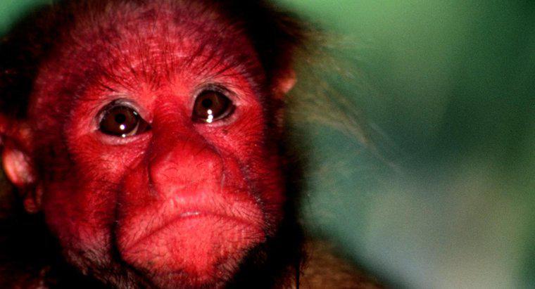 Co nazywa się małpa o czerwonych twarzach?