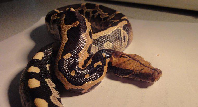 Co Pythons Eat for Food?