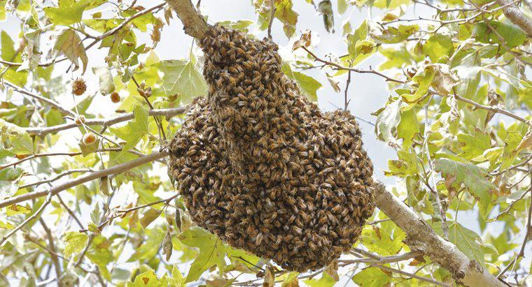 Jak długo zajmuje pszczoły, aby ulać?
