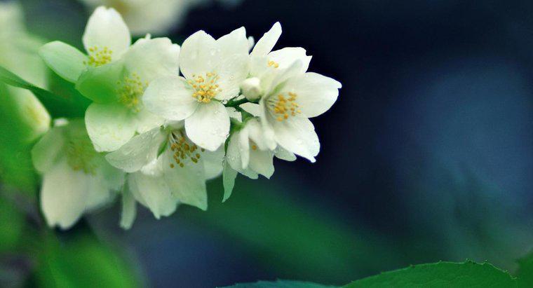 Jaka jest najbardziej pachnąca roślina jaśminowa?