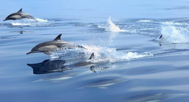 Jak szybko pływają delfiny?