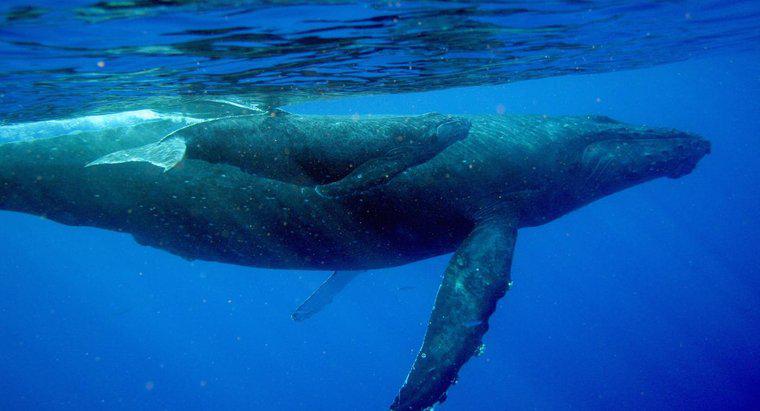 Jak wieloryby piją mleko od swoich matek?