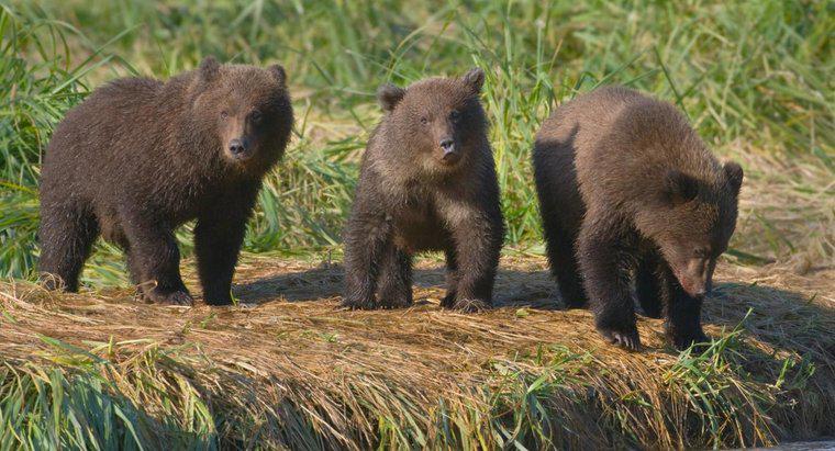 Jak nazywa się grupę niedźwiedzi?