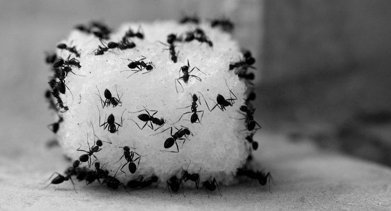 Jak zabijasz mrówki za pomocą octu?