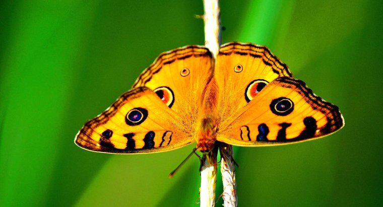 Jak motyle chronią się same?
