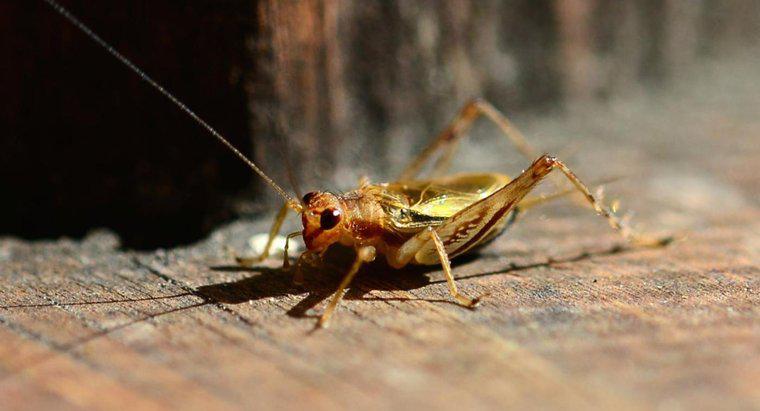 Jak długo żyje Grasshopper?
