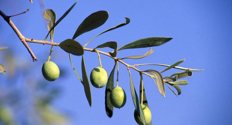 Co symbolizuje drzewo oliwne?