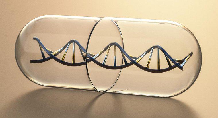 Co tworzy strony drabiny cząsteczki DNA?