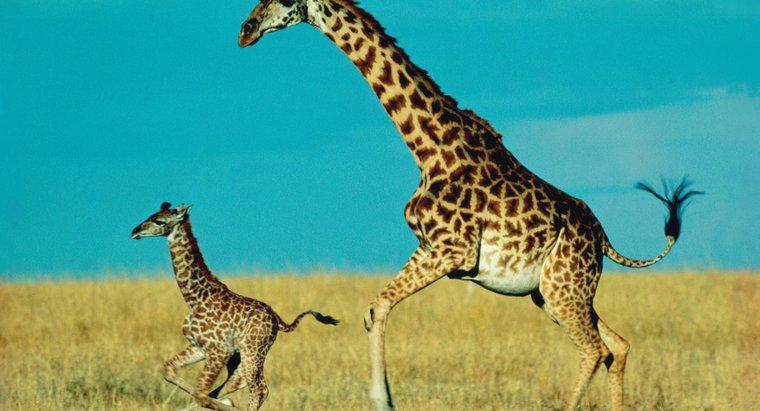 Jak długo żyrafa dziecka zostaje z matką?