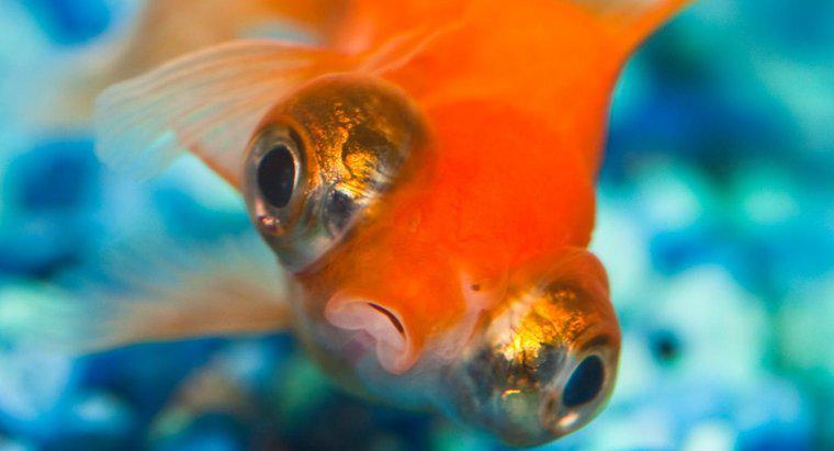 Dlaczego Goldfish pływać do góry nogami?
