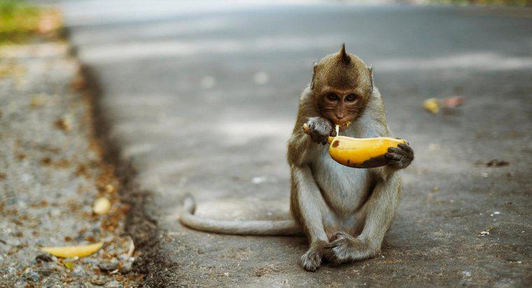 Jakie jedzenie robią małpy?