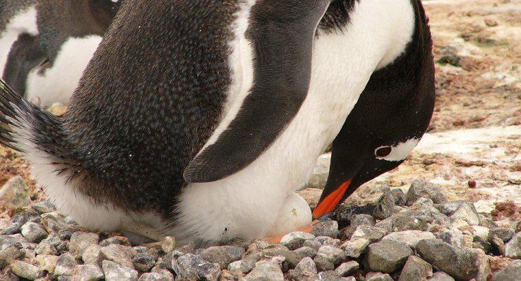 Ile jaj robią pingwiny?