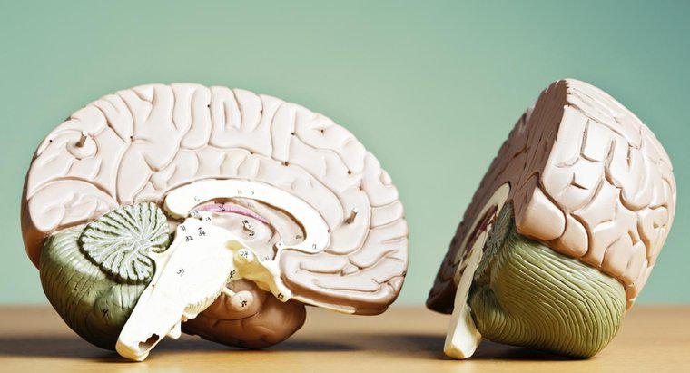 Co łączy dwie półkule mózgu?
