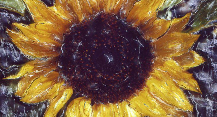 Dlaczego Vincent Van Gogh malował słoneczniki?